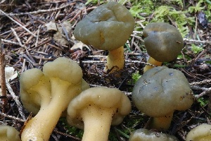  ( - FDS-CA-00786)  @11 [ ] by-nc (2024) Taye Bright Fungal Diversity Survey
