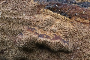  ( - FDS-CA-00788)  @11 [ ] by-nc (2024) Taye Bright Fungal Diversity Survey