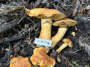  ( - HAY-F-006774)  @11 [ ] c (2023) Rudy Diaz Fungal Diversity Survey