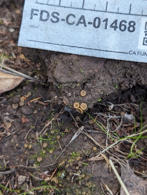  ( - FDS-CA-01468)  @11 [ ] by-nc (2024) Stu Pickell Fungal Diversity Survey