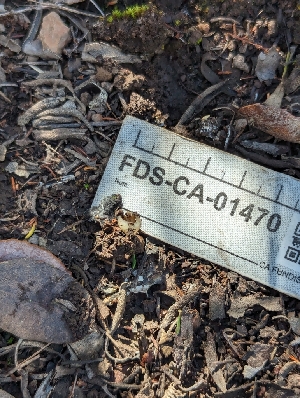 ( - FDS-CA-01470)  @11 [ ] by-nc (2024) Stu Pickell Fungal Diversity Survey