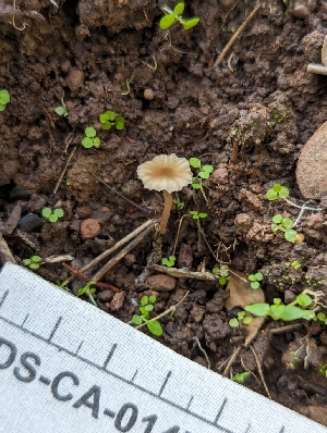  ( - FDS-CA-01474)  @11 [ ] by-nc (2024) Stu Pickell Fungal Diversity Survey