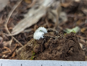  ( - FDS-CA-01477)  @11 [ ] by-nc (2024) Stu Pickell Fungal Diversity Survey