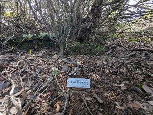  ( - FDS-CA-01477)  @11 [ ] by-nc (2024) Stu Pickell Fungal Diversity Survey