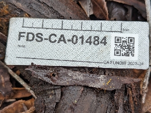  ( - FDS-CA-01484)  @11 [ ] by-nc (2024) Stu Pickell Fungal Diversity Survey