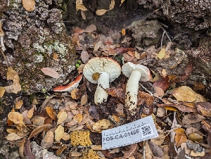  ( - FDS-CA-01486)  @11 [ ] by-nc (2024) Stu Pickell Fungal Diversity Survey