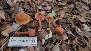  ( - FDS-CA-03417)  @11 [ ] by-nc (2024) Fresno Mycology Society Fungal Diversity Survey