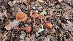  ( - FDS-CA-03417)  @11 [ ] by-nc (2024) Fresno Mycology Society Fungal Diversity Survey
