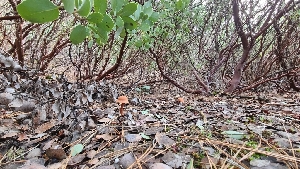  ( - FDS-CA-03417)  @11 [ ] by-nc (2024) Fresno Mycology Society Fungal Diversity Survey