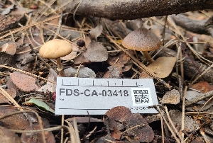  (Psathyrella subpurpurea - FDS-CA-03418)  @11 [ ] by-nc (2024) Fresno Mycology Society Fungal Diversity Survey