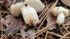  ( - FDS-CA-03420)  @11 [ ] by-nc (2024) Fresno Mycology Society Fungal Diversity Survey