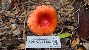  ( - FDS-CA-03422)  @11 [ ] by-nc (2024) Fresno Mycology Society Fungal Diversity Survey
