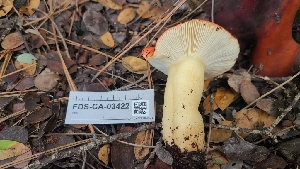  ( - FDS-CA-03422)  @11 [ ] by-nc (2024) Fresno Mycology Society Fungal Diversity Survey
