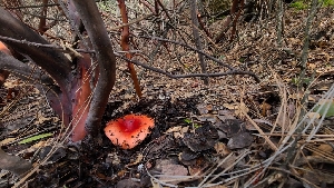  ( - FDS-CA-03422)  @11 [ ] by-nc (2024) Fresno Mycology Society Fungal Diversity Survey