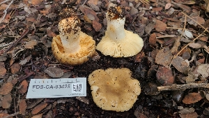  ( - FDS-CA-03425)  @11 [ ] by-nc (2024) Fresno Mycology Society Fungal Diversity Survey