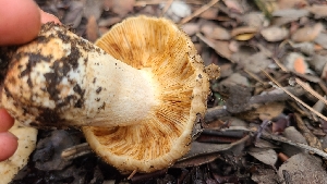  ( - FDS-CA-03425)  @11 [ ] by-nc (2024) Fresno Mycology Society Fungal Diversity Survey