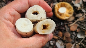  ( - FDS-CA-03425)  @11 [ ] by-nc (2024) Fresno Mycology Society Fungal Diversity Survey