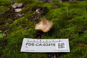 ( - FDS-CA-03416)  @11 [ ] by-nc (2024) Fresno Mycology Society Fungal Diversity Survey