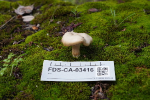  ( - FDS-CA-03416)  @11 [ ] by-nc (2024) Fresno Mycology Society Fungal Diversity Survey