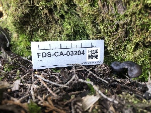  ( - FDS-CA-03204)  @11 [ ] by (2024) Justin Paulin Fungal Diversity Survey