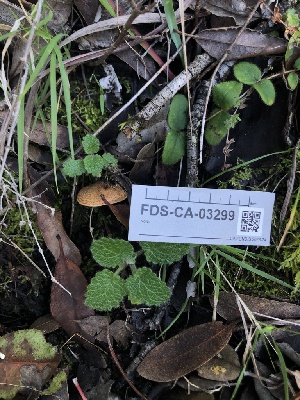 ( - FDS-CA-03299)  @11 [ ] by (2024) Justin Paulin Fungal Diversity Survey