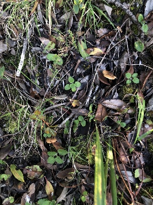  ( - FDS-CA-03299)  @11 [ ] by (2024) Justin Paulin Fungal Diversity Survey