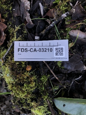  ( - FDS-CA-03210)  @11 [ ] by (2024) Justin Paulin Fungal Diversity Survey