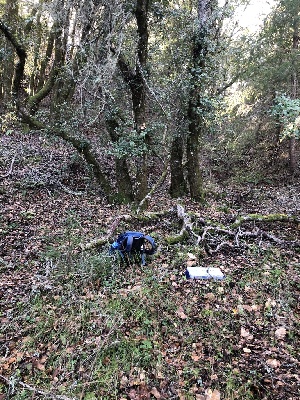  (Ramariopsis - FDS-CA-03213)  @11 [ ] by (2024) Justin Paulin Fungal Diversity Survey