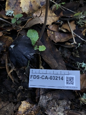  ( - FDS-CA-03214)  @11 [ ] by (2024) Justin Paulin Fungal Diversity Survey
