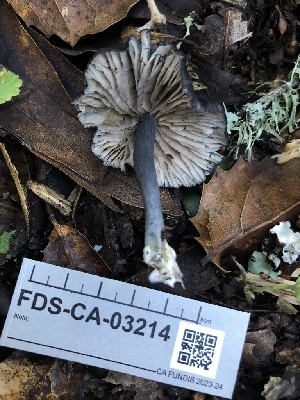  ( - FDS-CA-03214)  @11 [ ] by (2024) Justin Paulin Fungal Diversity Survey