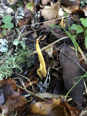  (Clavulinopsis sp. CA01 - FDS-CA-03215)  @11 [ ] by (2024) Justin Paulin Fungal Diversity Survey