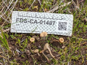  (Contumyces sp. rosellus-CA01 - FDS-CA-01487)  @11 [ ] by-nc (2024) Stu Pickell Fungal Diversity Survey