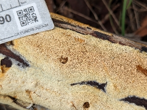  ( - FDS-CA-01490)  @11 [ ] by-nc (2024) Stu Pickell Fungal Diversity Survey