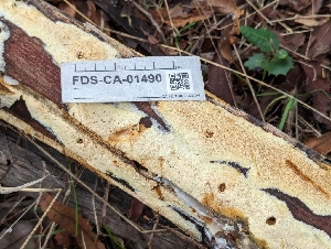  ( - FDS-CA-01490)  @11 [ ] by-nc (2024) Stu Pickell Fungal Diversity Survey