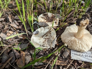  ( - FDS-CA-01492)  @11 [ ] by-nc (2024) Stu Pickell Fungal Diversity Survey