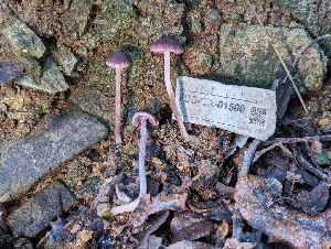  ( - FDS-CA-01500)  @11 [ ] by-nc (2024) Stu Pickell Fungal Diversity Survey