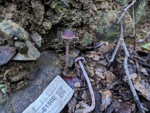  ( - FDS-CA-01500)  @11 [ ] by-nc (2024) Stu Pickell Fungal Diversity Survey
