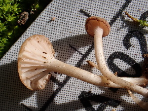  ( - FDS-CA-02311)  @11 [ ] by-nc (2024) Jaren Hockert Fungal Diversity Survey