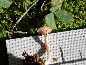  ( - FDS-CA-02311)  @11 [ ] by-nc (2024) Jaren Hockert Fungal Diversity Survey