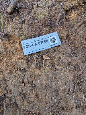  ( - FDS-CA-03608)  @11 [ ] by-nc (2024) Stu Pickell Fungal Diversity Survey
