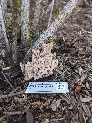  ( - FDS-CA-03614)  @11 [ ] by-nc (2024) Stu Pickell Fungal Diversity Survey