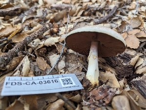  ( - FDS-CA-03616)  @11 [ ] by-nc (2024) Stu Pickell Fungal Diversity Survey