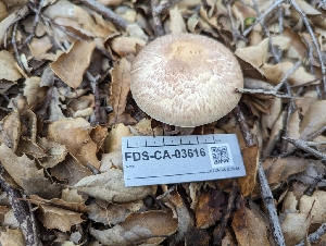  ( - FDS-CA-03616)  @11 [ ] by-nc (2024) Stu Pickell Fungal Diversity Survey