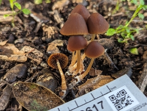  ( - FDS-CA-03617)  @11 [ ] by-nc (2024) Stu Pickell Fungal Diversity Survey