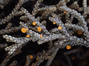  ( - FDS-CA-03202)  @11 [ ] by (2024) Justin Paulin Fungal Diversity Survey