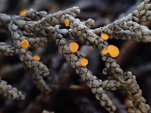  ( - FDS-CA-03202)  @11 [ ] by (2024) Justin Paulin Fungal Diversity Survey