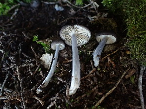  (Entoloma sp. CA04 - FDS-CA-03204)  @11 [ ] by (2024) Justin Paulin Fungal Diversity Survey
