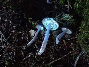  ( - FDS-CA-03204)  @11 [ ] by (2024) Justin Paulin Fungal Diversity Survey