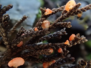  ( - FDS-CA-03207)  @11 [ ] by (2024) Justin Paulin Fungal Diversity Survey