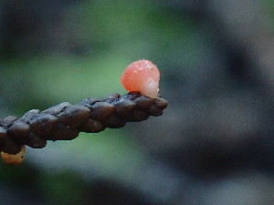 ( - FDS-CA-03207)  @11 [ ] by (2024) Justin Paulin Fungal Diversity Survey